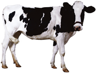 適合牛（niú）驢等大體型動物