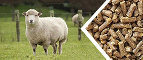 羊飼料顆（kē）粒生產（chǎn）線