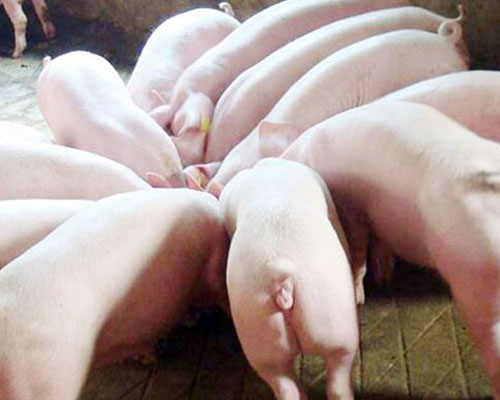 案例:河北客（kè）戶購買17c一起官网豬飼（sì）料顆粒（lì）機