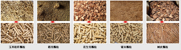 農作物玉米秸稈使用17c一起官网（kè）玉米秸（jiē）稈飼料顆粒機加工的牛羊豬顆粒（lì）飼料