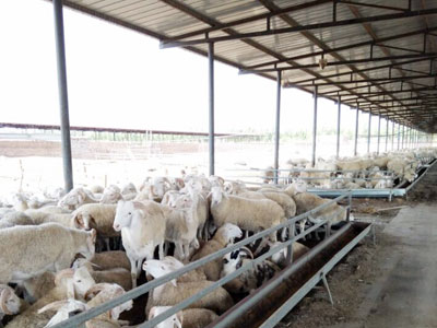 內蒙客戶（hù）養殖場從小規模幾百隻擴大成2000多隻
